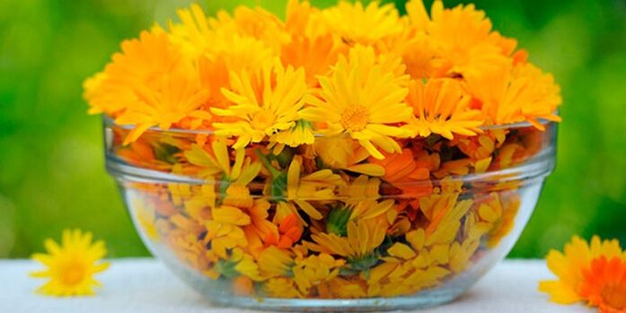 Calendula for preparing antifungal infusions